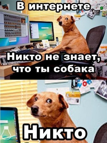 p3DHLEhvH3U 376x500 - В интернете никто не знает, что ты собака :D