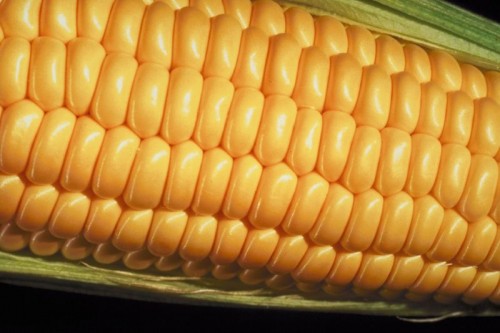 corn